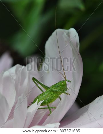 Green Long-haired Grasshopper Sitting On A Petal Of Pink Peony.