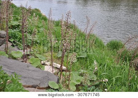 River Bank With Plants, Flowers, Stones And Green Grass.
