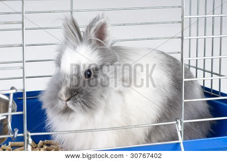 Lapin Angora blanc