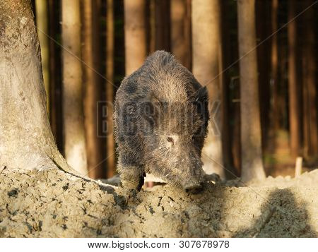 Sus Scrofa Scrofa - Central European Boar In Autumn Forest