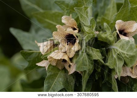 Flower Of A Black Henbane, Hyoscyamus Niger
