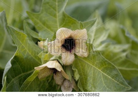 Flower Of A Black Henbane, Hyoscyamus Niger