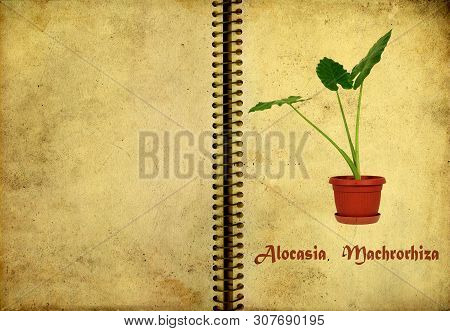 Giant Taro Plant With Three Leafs Also Known As:alocasia Machrorhiza,dieffenbachia (dumb Cane), Elep