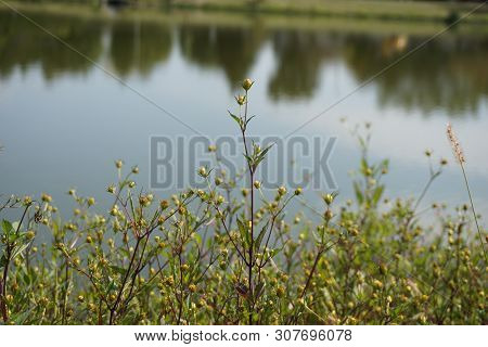 Devils Beggarticks (bidens Frondosa) Bloom Beside A Small Lake In Joliet, Illinois During September.