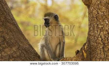 Ververt Monkey Sitting In The Fork Of A Tree Trunk At Amboseli