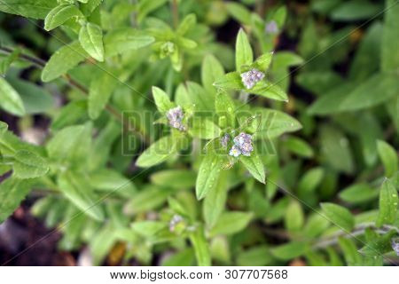 True Forget-me-nots (myosotis Scorpioides) Bloom In Harbor Springs, Michigan, During May.