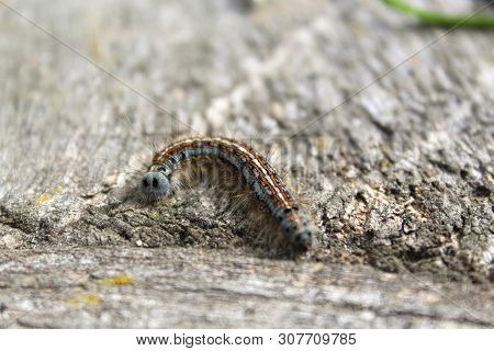 Fluffy Caterpillar With Many Legs Crawling On A Wooden Table