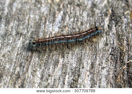 Fluffy Caterpillar With Many Legs Crawling On A Wooden Table