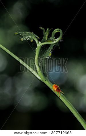 Macro Red Insect Pests On Green Leaf