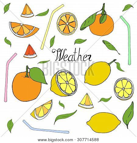 Orange Freshness Vector Illustration  Hand Draw. Celebrate Happy Summer Vector  Illustration. Happy 