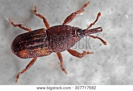 Macro Photography Of Rice Weevil Or Sitophilus Oryzae On The Floor