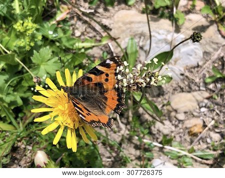 The Small Tortoiseshell Butterfly (aglais Urticae) Or Kleiner Fuchs Schmetterling, Innerthal - Canto