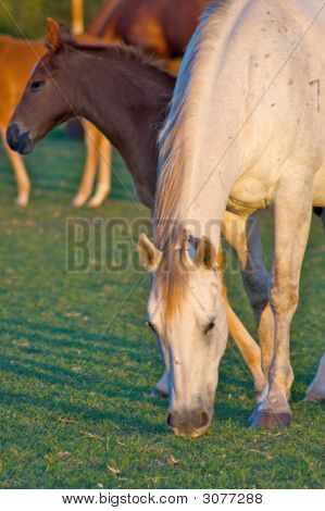 Græsning mor hest med Colt