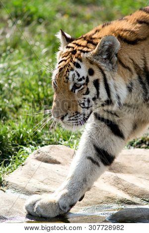 The Siberian Tiger (panthera Tigris Altaica), Also Known As The Siberian, Amur, Altaic, Korean, Manc