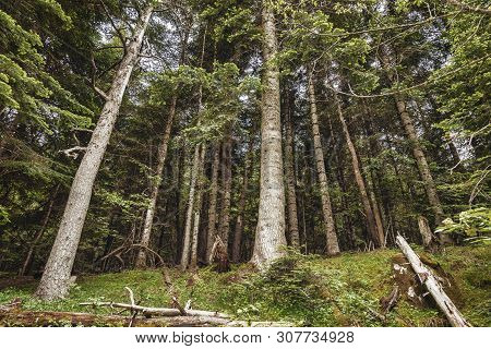 Nice Highland Pine Forest Form Spanish Pyrenees, Aigüestortes I Estany De Sant Maurici National Park
