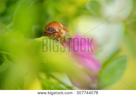European June Beetle On Flower. Summer Chafer In Green Leaves. Amphimallon Solstitiale.