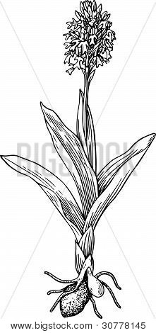 Orchis wildflower