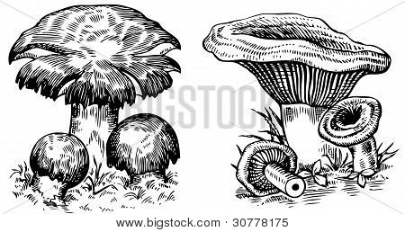 Champignons