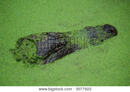 게이 터에 Algea 1519