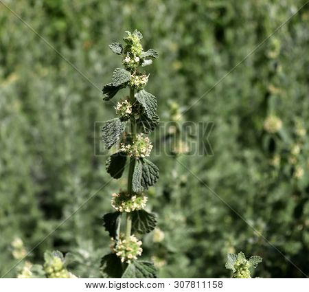 The Horehound, Marrubium Vulgare, Medicinal Plant In The Garden. Leaves Smell Of Apple, But They Tas