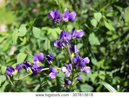 Baptisia Australis, Commonly Known As Blue Wild Indigo Or Blue False Indigo In The Garden. It Is The