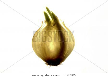Goldish hagyma