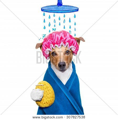 Jack Russell Dog  In A Bathtub Not So Amused About That ,wearing A  Towel Or Bathrobe Or Towel