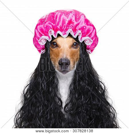 Jack Russell Dog  In A Bathtub Not So Amused About That ,wearing A  Towel Or Bathrope Or Towel