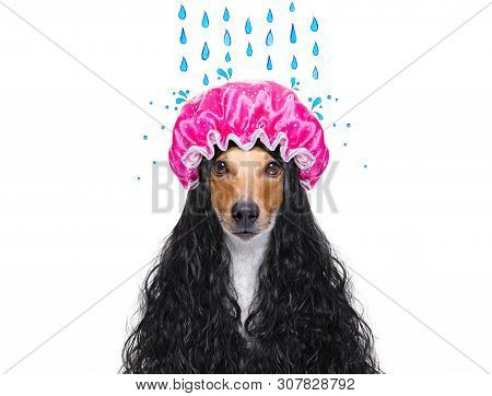 Jack Russell Dog  In A Bathtub Not So Amused About That ,wearing A  Towel Or Bathrope Or Towel