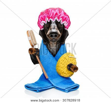 Sausage Dachshund Dog  In A Bathtub Under Shower Not So Amused About That ,wearing A  Towel Or Bathr