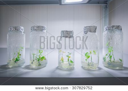 Cloned Decorative Micro Plants In Test Tubes With Nutrient Medium. Micropropagation Technology In Vi