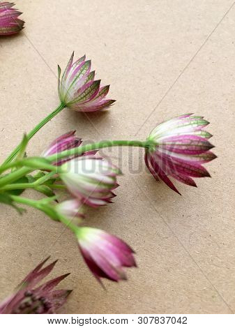 Isolated Astrantia Blossom On Vintage Paper Background. Macro Shot Of Two Delicate Astrantia Flowers