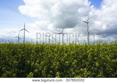 Rapefield With Windmills Renewable Energy Generation Blue Sky With White Clouds