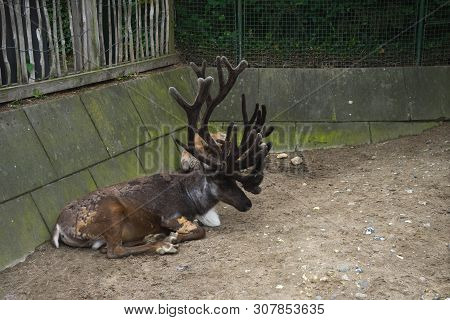 Brown Male Reindeer With Big Antlers With Another One Lies In The Enclosure Or Pinfold In Summer Day