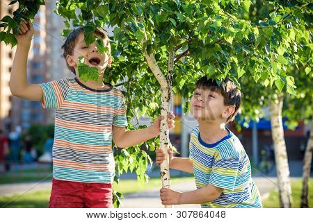 Two Boys Play Near Birch Tree Buds Kids Has Allergy To Blooming Tree. Healthcare Concept.