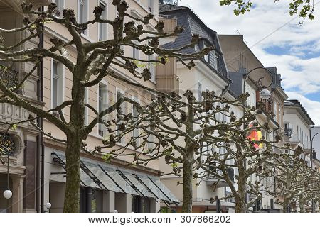 Beautiful Trees Platanus Trees With Large Branches On The Street Against The Background Of Houses In