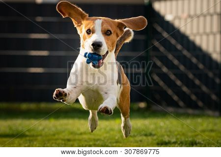 Beagle Dog With A Ball On A Green Meadow During Spring,summer Runs Towards Camera With Ball