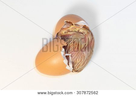 Yellow Chicken Hatching Out Of An Egg
