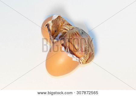 Yellow Chicken Hatching Out Of An Egg