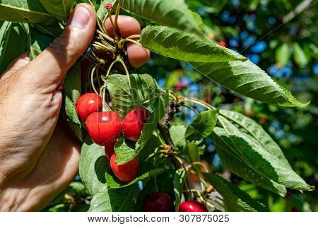 Tasty Cheers Ripening In Full Sun. Fruits Before Breaking Off The Fruit Tree In The Home Garden. Sea