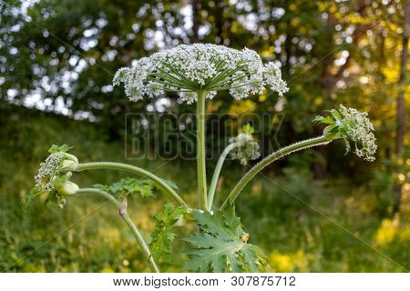 Sosnowsky's Hogweed Growing Near The Local Road. A Very Dangerous Plant That Causes Heavy Skin Burns