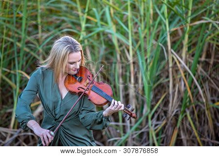 Musician Playing A Rousing Song On Her 1893 French Antique Violin Against A Backdrop Of A Crop Of Su