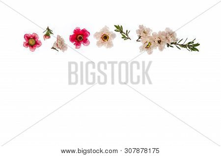 White And Pink Manuka Flowers Isolated On White Background With Copy Space Below