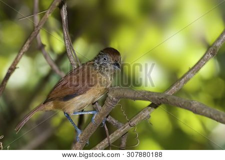 View Of A Female Barred Antshrike, Thamnophilus Doliatus