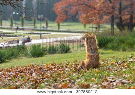 Beautiful Red Dog Pooch Sits On The Lawn Among The Fallen Leaves And Waits For The Owner