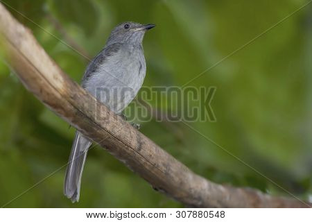 View Of A Screaming Piha, Lipaugus Vociferans, Perched