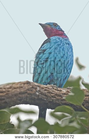 View Of A Male Spangled Cotinga, Cotinga Cayana