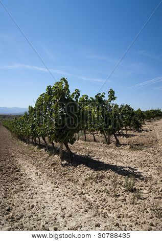 Paesaggio con vigneti