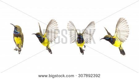 Beautiful Flying Bird (olive-backed Sunbird) Isolate On White Background. The Collection Birds