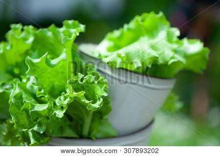 Fresh Lettuce Leaves, Close Up,  Organic Food , Agriculture And Hydroponic Conccept, Rustic Style